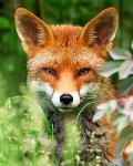 Fox'