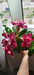 priz88rak@mail.ru