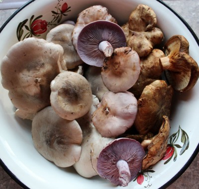 Маринад для ЛЕСНЫХ грибов: свинушек, подберезовиков, опят