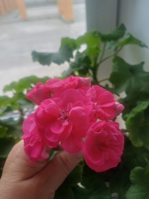����