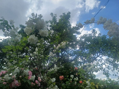 ����