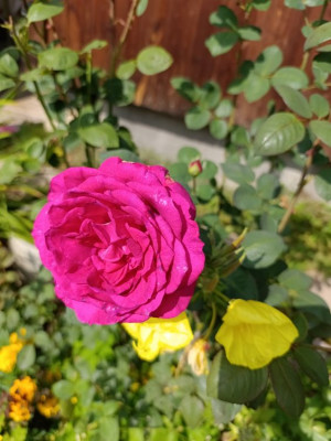 ����