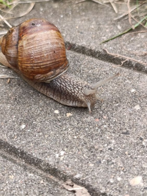 ����