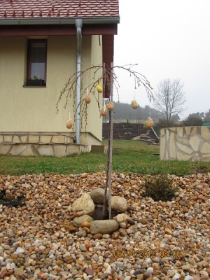 
Да-да,сегодня Вербное воскресение! |
||||||||||||
|
08 Апр 2012 15:17
|
ОксанаМВ
52 года Кировоградская область. Украина |
|||||||||||
|
Садовод из меня никакой
|
||||||||||||
|
08 Апр 2012 16:27
|
folly
57 лет Краснодар |
|||||||||||
Присоединяюсь и я с поздравлениями!
Но ты же в первый раз в первый класс!Ничего страшного,будут цвести как миленькие.
И я их люблю,ничем не болеют,не поражаются вредителями,не капризны.Сейчас их такое разнообразие.
Можно высадить,но прийдется заносить на ночь домой.Наверное это хлопотно.
Посадила,потом пожалела,что так рано,а теперь рада. Блу сторм взошли всего 2штуки,сейчас хорошенькие.Совершенно неожиданно взошли Лайлак,которых я уже не ждала.Прекрасны газонные петунии Ярмарка тщестлавия и Снежная вьюга.Танюша,а ты делала каскадные кашпо-ярусные?Это когда кокос подрезается и вставляется "пучочек"лобелик,а потом грунт и сурфочки?Вроде в галерее не видела.Я буду пробовать.
Ира ,а как поживает Арчибальд? |
||||||||||||
|
08 Апр 2012 22:31
|
polj
Вильнюс,Литва |
|||||||||||
|
09 Апр 2012 12:15
|
ОксанаМВ
52 года Кировоградская область. Украина |
|||||||||||
|
09 Апр 2012 23:21
|
folly
57 лет Краснодар |
|||||||||||
Эти фото я видела,значит они каскадные. Танюш,а как планируешь сажать Джоконду?Я имею в виду по количеству в кашпо и с чем?Лично я думу гадаю-толи по одной,толи по две?Две вроде многовато,по одной мало. Попробую одну Джок с лобелией,а в другом кашпо две Джок без ничего.Блу сторм однозначно с пурпурной лобелией.
ОксанаМВ Посмотрела ссылки,ну что сказать- Англия,одним словом.Подходящий климат. |
||||||||||||
|
10 Апр 2012 18:32
|
polj
Вильнюс,Литва |
|||||||||||
Светик,да я ведь в первый раз с ней буду дружить,поэтому ориентироваться могу только на фото производителя..Алый цвет будет хорошо гармонировать с синим Блу стормом и белой лобелией,либо кобальтовая лобелия Император Вилли и Джоконда. В длинные кашпо , на внешнем подоконнике посажу так..Планирую по две Дж. посадить в 60 см ящики,в висящие по одной Дж. и белой лобелии. Блу сторм можно попробовать и с Плам Вейн и белой Оперой,у меня есть пара очень больших горшков,диаметра около 80 см..Но пока еще рано для меня думать об этом
ОксанаМВ Оксана,замечательные странички,спасибо большое,обожаю смотреть все об Англии |
||||||||||||
|
10 Апр 2012 19:33
|
vltava
Россия |
|||||||||||
|
Всем привет !
Думаю , все нормально . Ездовым спортом занимается
ОксанаМВ Оксана , очень красиво , я этим садом давно любуюсь |
||||||||||||
|
10 Апр 2012 22:39
|
ОксанаМВ
52 года Кировоградская область. Украина |
|||||||||||
|
У нас тоже холодно. На западной Украине выпал снег 10 сантиметров. Прошёл ураган, 30 населёных пунктов без света.
Скоро зацветут примулы, гиацинты показали цветоносы, а я думала что они погибли. Посадила жёлтую розу, анютыны глазки.
Таня, какие удобрения длительного действия добавляешь в подвесные корзины? |
||||||||||||
|
10 Апр 2012 23:53
|
folly
57 лет Краснодар |
|||||||||||
Танюша,да и для меня она загадка.У меня неоновая,розовая и разноцветная(на упаковке есть белый,оранж,фиолетовый цвета).Сегодня купила новые кашпо,старые растрескались,взяла по 50см -5штук.Лобелия у меня сапфир,белая и пурпурная.Как распустятся Джок,так буду подбирать ей соседок.Одно кашпо хочу попробовать с алиссумом.
Кстати,я заметила,что у нас подоконники намного уже европейских,кашпо не станет.Я имею в виду кашпо без ограждения.
Многие ругают Англию за её дождливость и густые туманы,а я например люблю такую погоду и спать мне не хочется во время дождиков.Климат Шотландии и Ирландии наверное немного не по мне,слишком прохладно и ветренно,а ветер я не люблю.В Англии пожила бы с удовольствием некоторое время,главное,чтобы job не зависило от погодных условий.
У нас 25тепла днем,16ночью.Дождались! |
||||||||||||
|
11 Апр 2012 0:49
|
polj
Вильнюс,Литва |
|||||||||||
Оксана,я в любые емкости,засаженные цветами добавляю кемиру при каждом поливе. Долгоиграющие палочки только в комнатные растения вставляю ( типа Substral для конкретных- орхидей,драцен и пр.)
Светлана,я как-то не попадала в Англию в то время,чтобы постоянно шли дожди..Хотя приезжаю туда каждый год во все времена года,кроме зимы..А два последних лета так были вообще практически без дождей, и осень сухая стояла..Сейчас тоже нет дождей и магнолии осыпаются,не успев расцвести( так мне приятельница на днях жаловалась на погоду, а она живет в графстве Беркшир, в 100км от Лондона)
Свет,у меня кашпо стояли свободно на окнах без ограждения,а вот в прошлом году был ураганный ветер, и один вазон с петунией Роуз вейн у меня сбросило..Много плетей обломалось,так жалко
Надо бы кованную решетку сделать |
||||||||||||
|
11 Апр 2012 9:59
|
ОксанаМВ
52 года Кировоградская область. Украина |
|||||||||||
У меня алиссум белый, жёлтыё, розовый. Тоже буду эксперементировать.
И я так хочу. С четверга обещают резкое потепление, будем ждать. |
||||||||||||
|
11 Апр 2012 15:21
|
folly
57 лет Краснодар |
|||||||||||
|
polj
Как то раз шла передача про погоду в мире,сразу после разлива нефти в Персидском заливе,так вот Англии грозила климатическая катастрофа из-за остановки Гольфстрима,но как видим всё хорошо в Королевстве. Танюша,а вы не планируете перебраться в Англию,что бы быть поближе к детям?Встречи несколько раз в год конечно хороши,но жить рядом куда лучше!Хотя,конечно,не так они и далеко. Вживую всегда можно поговорить по скайпу.
А унас пошли дождики и снизили температуру,но всё равно тепло. |
||||||||||||
|
14 Апр 2012 13:07
|
polj
Вильнюс,Литва |
|||||||||||
|
У нас потеплело , я даже попробовала все свои растюшки на 2 ночи отнесла в теплицу..Фуксии вынесла на террасу,потому что маточники уже забутонились почти все..И сегодня с утра обещается такой чудесный денек- солнышко, 10 уже тепла...Прямо радостное предвкушение Пасхи..Вчера напекла куличи,покрасила яйца..
С великим праздником всех, со светлой Пасхой! |
||||||||||||
|
15 Апр 2012 10:53
|
vltava
Россия |
|||||||||||
в темке есть пару фоток.Работы по ландшафтному дизайну еще продолжаются ![Фото