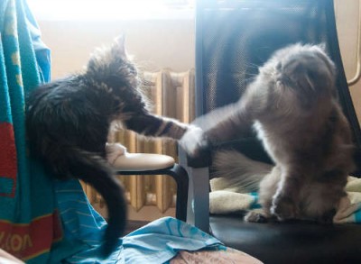 Агрессия кошки к другой кошке: что это такое и как с этим бороться