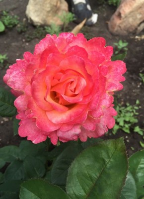 ����