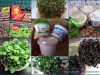 Пробы вырастить микрозелень без особых затрат