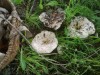 Соление грибов. Общие принципы