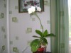 Орхидеи - тропические незнакомки