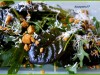 Руккола и красный полевой салат с пармезаном